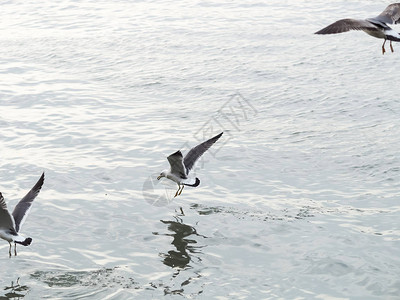 海鸥或海鸥飞翔图片