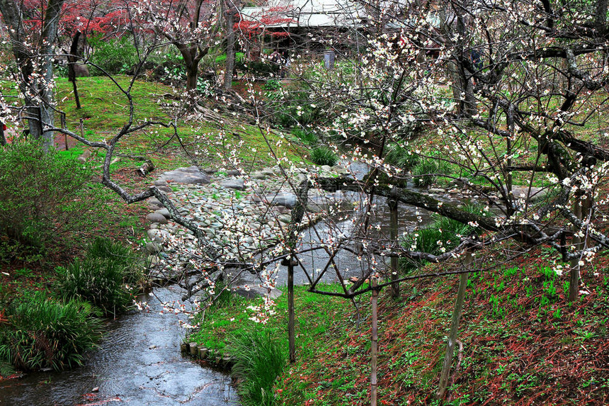 美丽的盛开的李子树花图片