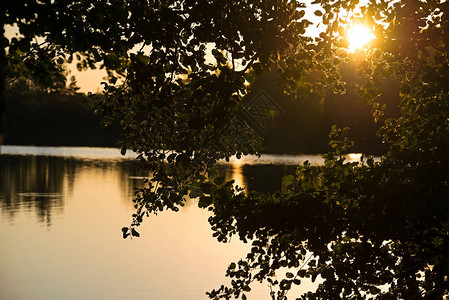 在湖面日落的背景下树木的分枝以湖面图片