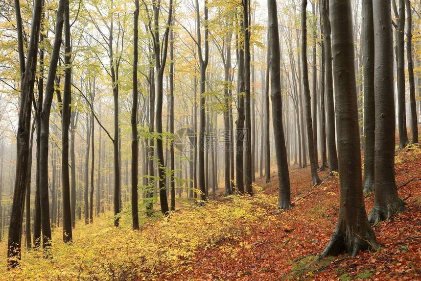 雾中的秋山毛榉林图片