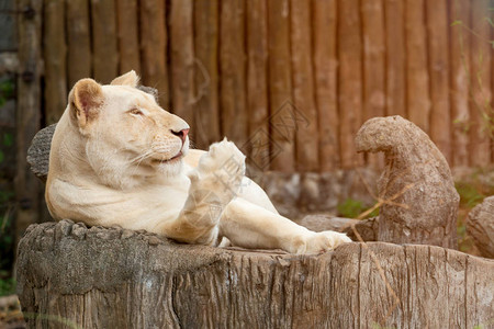 白狮子的肖像躺在树桩上抬起前腿图片