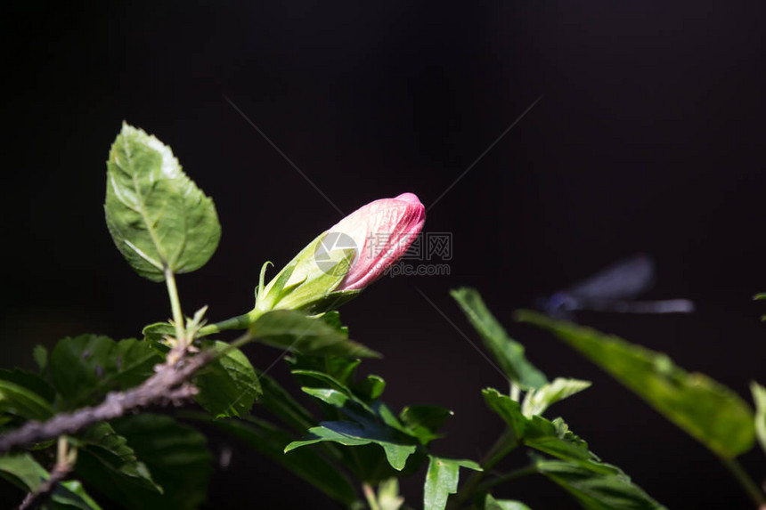 索夫平克希比克斯SoftPinkHibiscusRosasinensies或绿叶背景的库珀尼Co图片