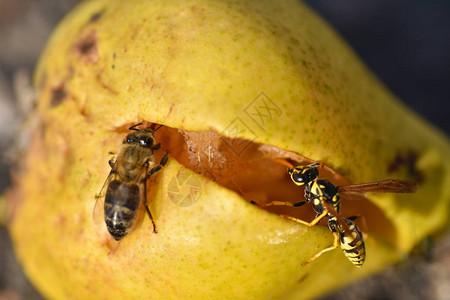 昆虫黄蜂和蜜蜂进食熟的梨图片