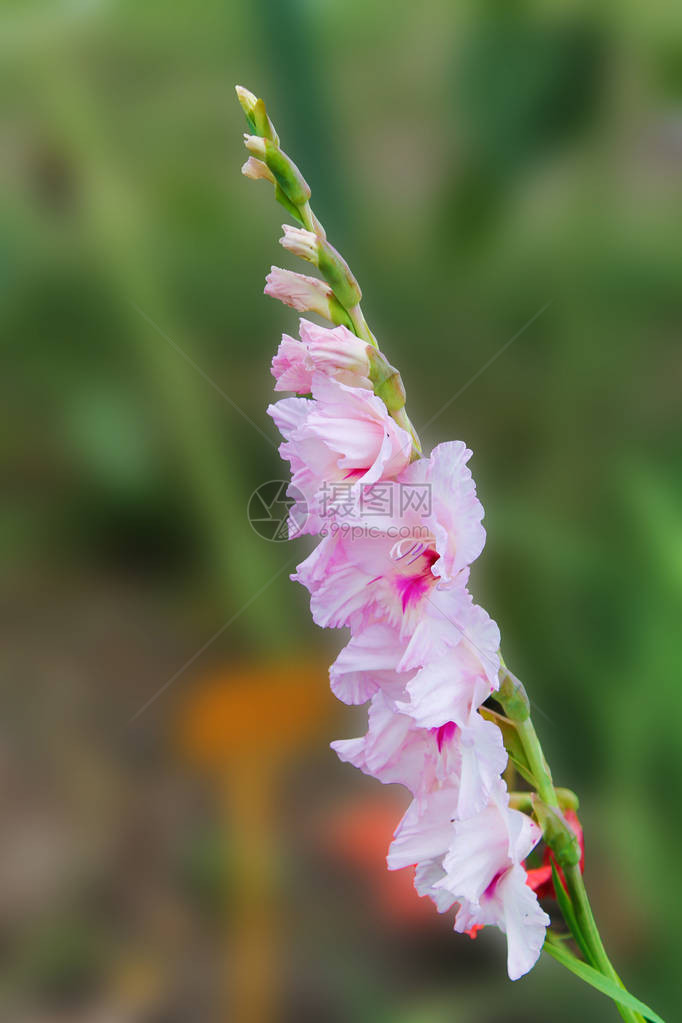 夏日草地上美丽的粉红色兰野花图片