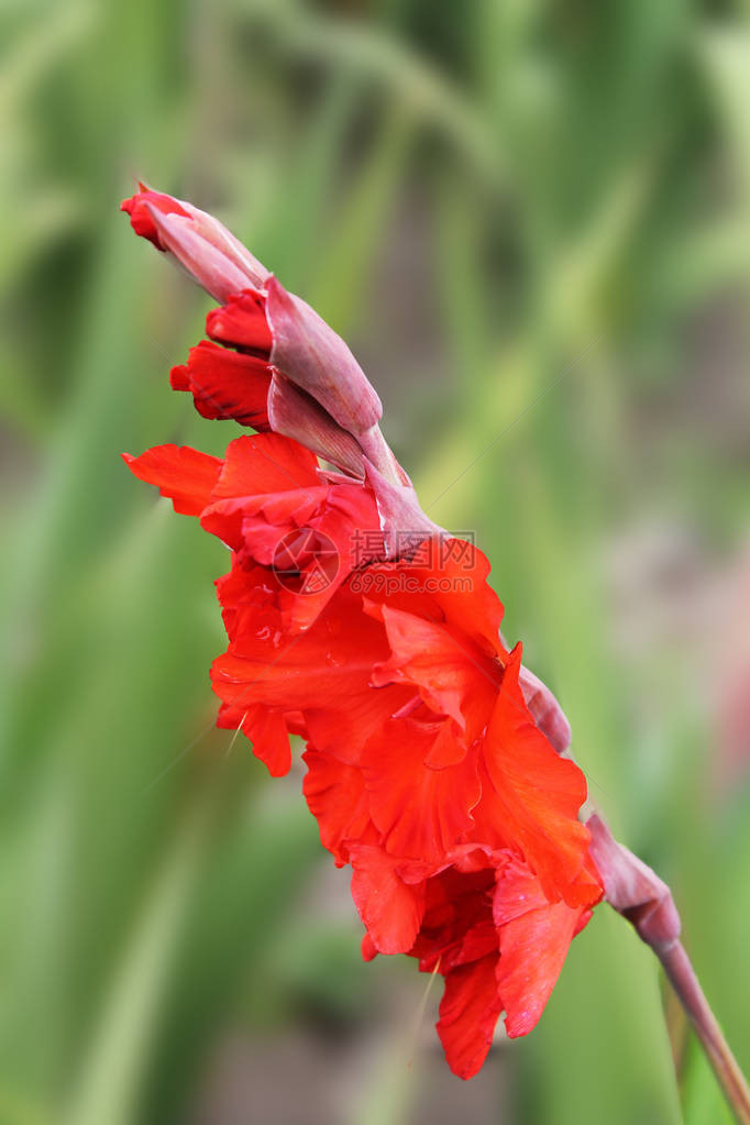 葛兰迪奥卢斯的明亮红花在风中摇摆图片