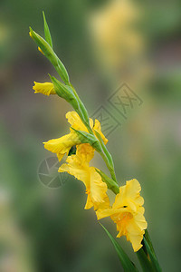 黄色的唐菖蒲花沐浴在花坛上的晨露中美丽的唐菖蒲花在孤立图片