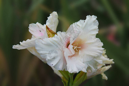 晨露中的白花kupat百合在花坛上美丽的百合花在孤立图片