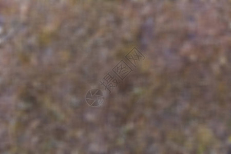 模糊干灰苔藓的背景背景质地图片