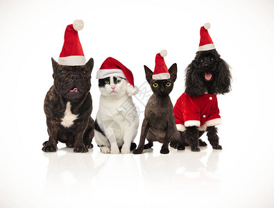 一群快乐的圣诞猫狗坐在白色背图片