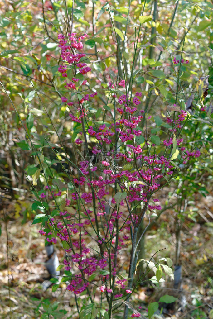 林德菲尔德种植园中开花的纺锤Euonymuseurop图片