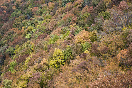在五颜六色的秋天森林的鸟瞰图图片