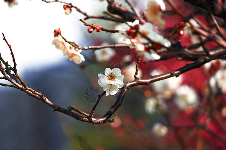 早春的日本梅花图片