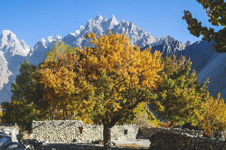 秋季的树木多姿彩巴基斯坦俾尔图片