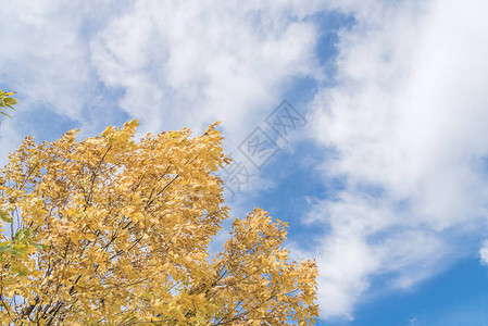 美丽的德克萨斯雪松榆树在秋云蓝天下落叶令人惊叹的黄色图片
