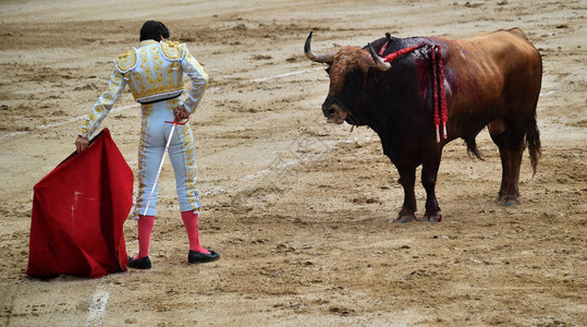 在西班牙斗牛与公牛图片