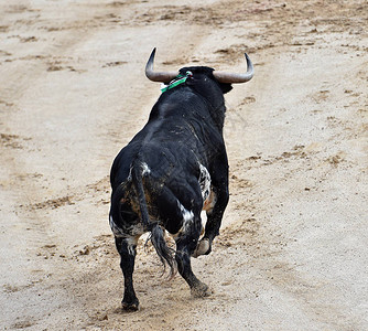 在西班牙斗牛与公牛图片