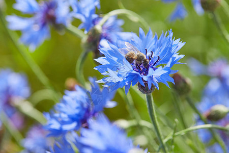 矢车菊新鲜蓝色花朵的近景背景图片