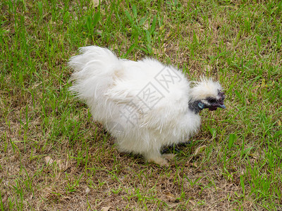 白色丝绸母鸡的肖像图片