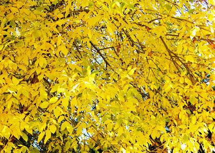 秋天的背景黄色的叶子和树枝图片