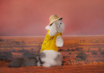 猫穿越沙漠图片