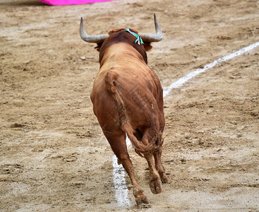 与大公牛在西班牙斗牛图片