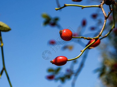 红嘴狗玫瑰的秋天果实图片