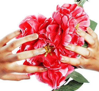 女手指的形状将粉红玫瑰花放在紧闭处丝绸玫背景图片