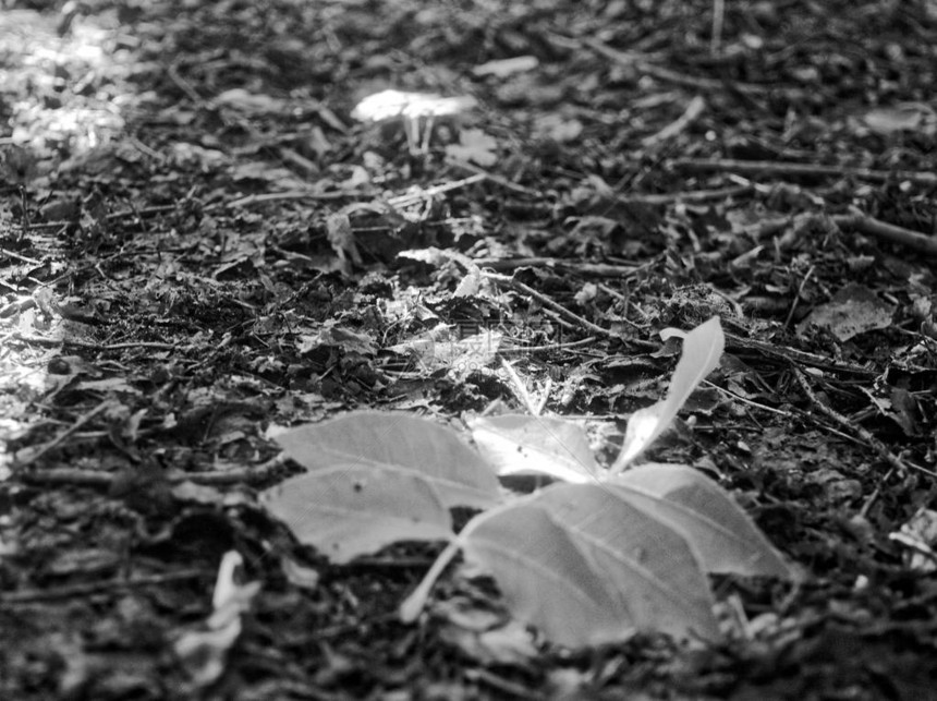 夏天公园里的树影黑白照片图片