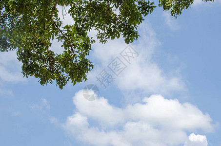 在天空背景上的树图片