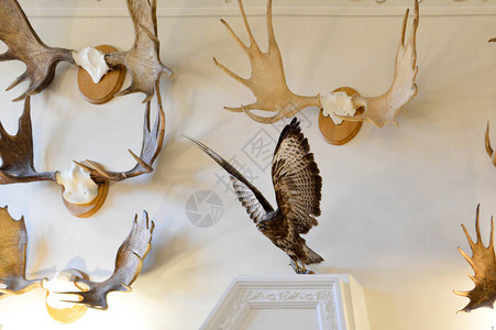 墙上挂着自然狩猎奖杯填充的动物和鸟类驼图片