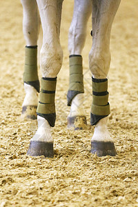 和在沙中运动马的后腿图片