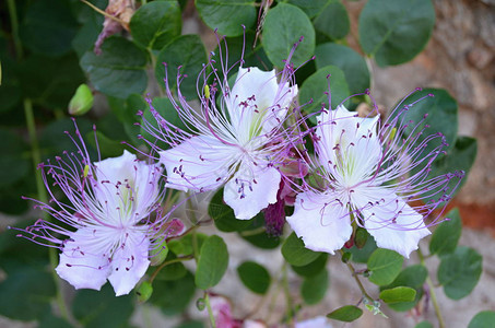 紫色和白色的花朵中图片