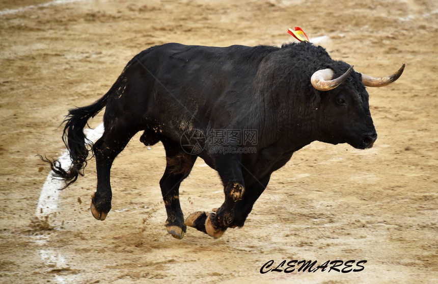 在斗牛场的西班牙公牛图片