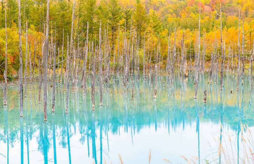 Biei北海道秋季节的蓝色池塘Aioike是比埃图片