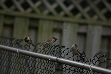 麻雀在木栅栏上排成一排图片