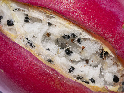 秘鲁苹果仙人掌水果附近科学名称CereusRes图片