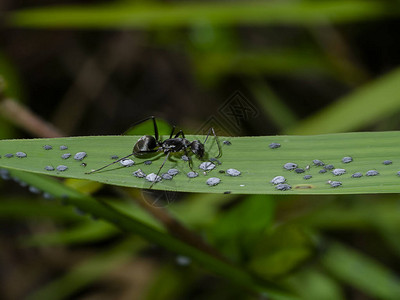黑蚂蚁正在照顾背景模糊的虫子幼虫崽图片