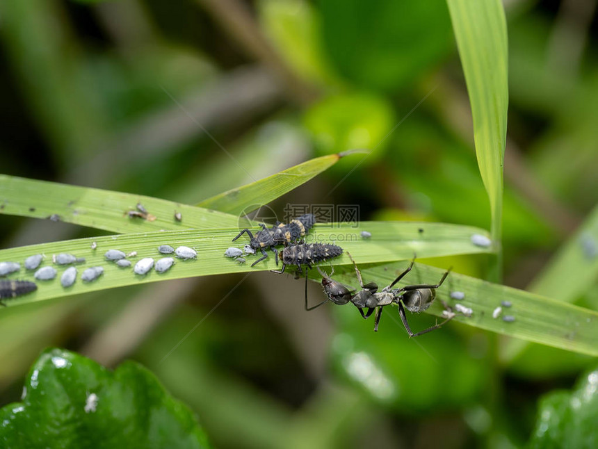 黑蚂蚁在照顾蚜虫的幼虫图片
