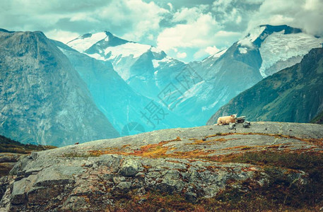 挪威的风景与羊群一起躺在岩石上山地和图片