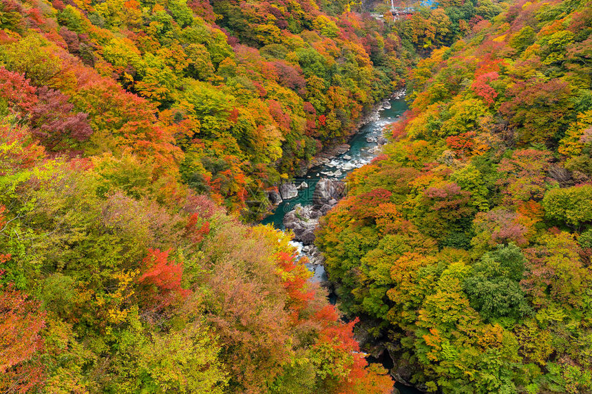 白天的秋天风景森林图片
