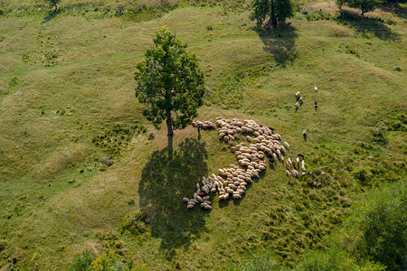 山上牧场上的草原牧羊群和牧羊图片