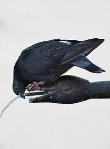 在喷泉上关闭一只口渴的鸽子图片
