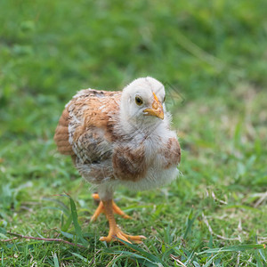 黄色小鸡小鸡站在草地上图片