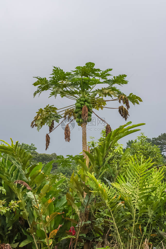 木瓜树美丽的热带植被图片