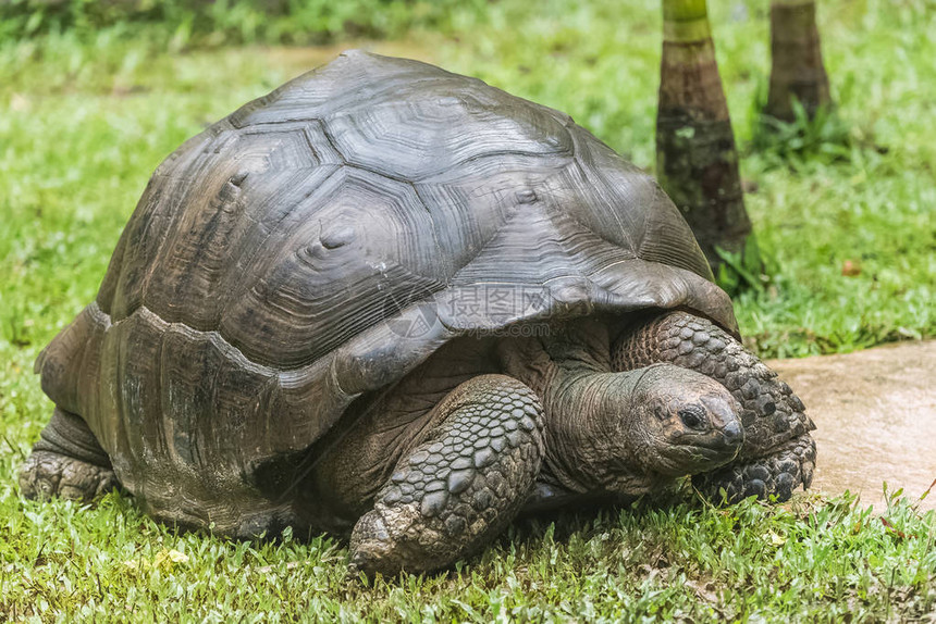 Aldabra巨型乌龟图片