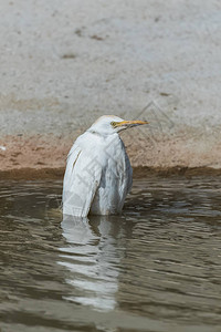 西牛埃格雷特布勒库斯ibis美图片