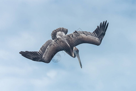天空中飞翔的鹈鹕鸟图片