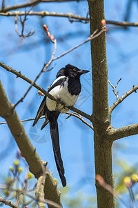 欧亚马吉皮卡比美丽的鸟儿春天在图片