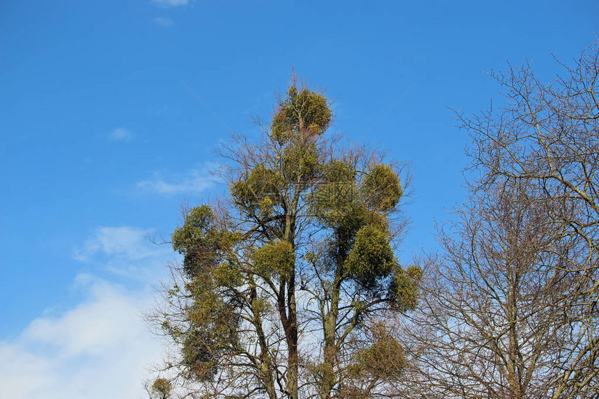 MistletoeViscum专辑在一棵高树上种出尽可能多的大球图片