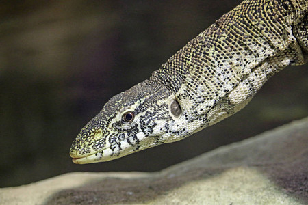 尼罗河监测蜥蜴VaranusNeaticus的头部和颈图片